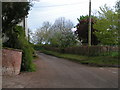 Trees in blossom at Burrow