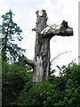 The trunk of a dead tree