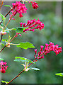 Flowering currant (Ribes sanguineum)