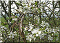 Blackthorn in bloom