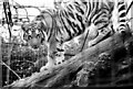 Tiger at Edinburgh Zoo