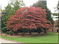 SJ8189 : Colourful Maple, Wythenshawe Park by Eirian Evans