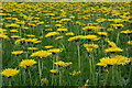 Dandelions in the Usk valley