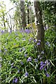 SY3394 : Bluebells up coach road by Fiona Wood