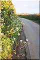 Springhead Road towards Uplyme