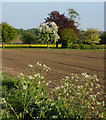 Field near Grove Farm