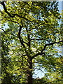 Ash trees in Perivale Wood