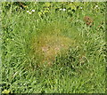 Yellow Meadow Ants nest, Perivale Wood