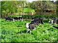 Allington - Young Cattle