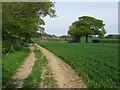 Looking NE along Stour Valley Walk towards Hall Farm