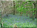 Bluebells, Whitsbury