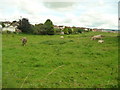 Cullompton : Cows & Field