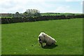 Shaun The Sheep? ... Worrall, Sheffield