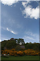 Gorse and bluebells