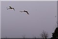 Swans flying at Murton Nature Reserve, near Forfar