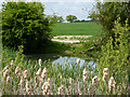 Pond near Erwarton Hall