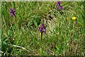 Green Winged Orchids