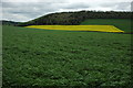 Patchwork fields at Trostrey