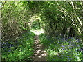 Wooded path north of Madgeland Farm