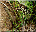 Hawthorn clinging on to the cliff