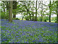 ST9800 : View SW from Abbott Street Copse bluebell wood by Janet Tarrant