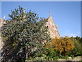 Berberis and ceanothus, St Mary the Virgin, Churston Ferrers