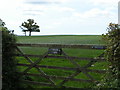 Trees in a field at Churchill Farm