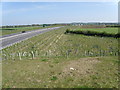 Tree planting on the road embankment