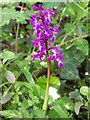 Early Purple Orchid (Orchis mascula)