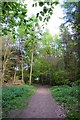 Footpath in the wood on Watlington Hill