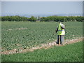 Headless in Roothams Green