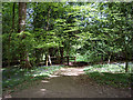 Footpath through Pasture Wood, near Abinger Common