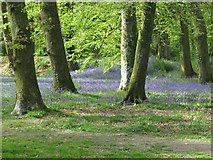 SY1892 : Bluebells at Blackbury Iron Age Hill Fort by Sarah Charlesworth