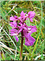 Orchid, Rodborough Common