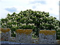 The top of a Flowering Horse Chestnut Tree