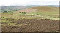 Sheep pens, Moel Wilym