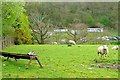 Pasture above River Ithon