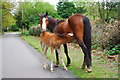 New Forest ponies