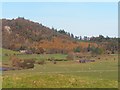 Autumn Colours on Kirkennan Hill