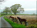 Lane near Llwyncanol; two horses