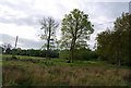 Trees north of the High Weald Landscape Trail