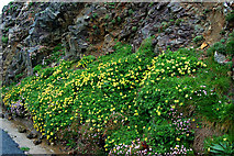 SW8576 : Wildflowers on Trevose Head (2) by Andy F
