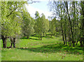 Birch woodland near the South Drive of Finzean House