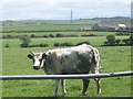 SH3383 : View across pasture land towards Tremoelgoch Bach Farm by Eric Jones