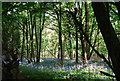 A carpet of Bluebells, Tower Rd