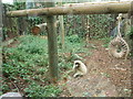 TQ1762 : Chimp at Chessington Zoo by Paul Gillett