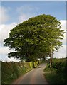 Beeches by the lane