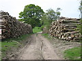TQ9056 : Coppiced Wood Pile by David Anstiss