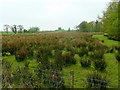 View from the lane near Llwyncanol