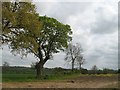 SO5465 : Tree lined field by Richard Webb